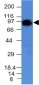  CD44 / HCAM Std. Antibody - With BSA and Azide