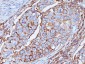  CD44 / HCAM Std. Antibody - With BSA and Azide