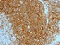  CD44 / HCAM Std. Antibody - With BSA and Azide