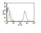  CD63 (Late Endosomes Marker) Antibody