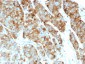  CD63 (Late Endosomes Marker) Antibody - With BSA and Azide