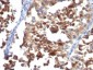  CD63 (Late Endosomes Marker) Antibody - With BSA and Azide