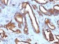  CD63 (Late Endosomes Marker) Antibody - With BSA and Azide