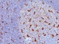  CD68 (Macrophage Marker) Antibody - With BSA and Azide