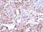  CD68 (Macrophage Marker) Antibody - With BSA and Azide