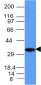  CD74 (B-Cell Marker) Antibody - With BSA and Azide