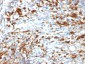  CD79a (B-Cell Marker) Antibody - With BSA and Azide