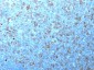  Cdk1 / p34cdc2 Antibody - With BSA and Azide