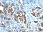  Cdc20 (Cell Division Cycle Protein 20) Antibody - With BSA and Azide