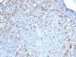 Cdc20 (Cell Division Cycle Protein 20) Antibody - With BSA and Azide