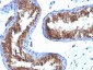  Major Vault Protein (MVP) Antibody - With BSA and Azide
