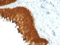  Cytokeratin, Multi (Epithelial Marker) Antibody - With BSA and Azide