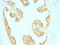  Cytokeratin, Multi (Epithelial Marker) Antibody - With BSA and Azide