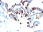  Cytokeratin 8/18 Antibody - With BSA and Azide