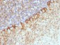  Neurofilament (H+L) (Neuronal Marker) Antibody - With BSA and Azide
