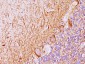  Neurofilament (H+L) (Neuronal Marker) Antibody - With BSA and Azide