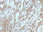  Actin, Muscle Specific (Muscle Cell Marker) Antibody - With BSA and Azide