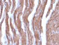  Actin, Muscle Specific (Muscle Cell Marker) Antibody - With BSA and Azide