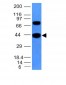  Actin, Muscle Specific (Muscle Cell Marker) Antibody - With BSA and Azide