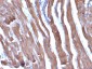  Actin, Muscle Specific (Muscle Cell Marker) Antibody - With BSA and Azide