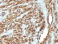 Actin, Muscle Specific (Muscle Cell Marker) Antibody - With BSA and Azide
