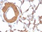  Actin, Muscle Specific (Muscle Cell Marker) Antibody - With BSA and Azide