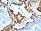  Cytokeratin 8/18 Antibody - With BSA and Azide