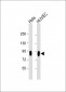 CD44 Antibody