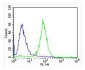 NTRK2 Antibody