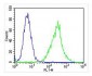 Zap70 Antibody