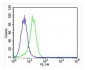 CSF1R Antibody