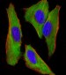 EEF1E1 Antibody