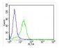 RAB3A Antibody