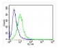 IRF3 Antibody