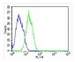 RAB3B Antibody