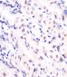 APEX1 Antibody