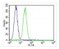 TIMP2 Antibody