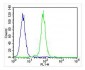 CDK5 Antibody