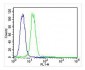 VCP Antibody