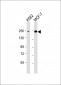 XRN1 Antibody