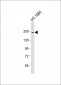 PBRM1 Antibody
