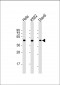 PLIN3 Antibody