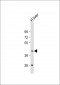 GNA15 Antibody (C-term)