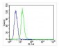 IGHG1 Antibody (Center)