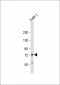 RNF19B Antibody (Center)