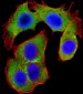 OPN-a/b Antibody (N-term)