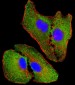 NOS2A Antibody (Center)