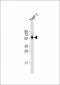 PDE1B Antibody (C-term)