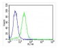 WT1 Antibody (Center E361)