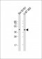 GPR45 Antibody (Center)